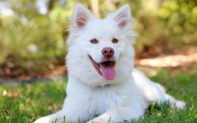 Pet First Aid Basics Every Owner Should Know