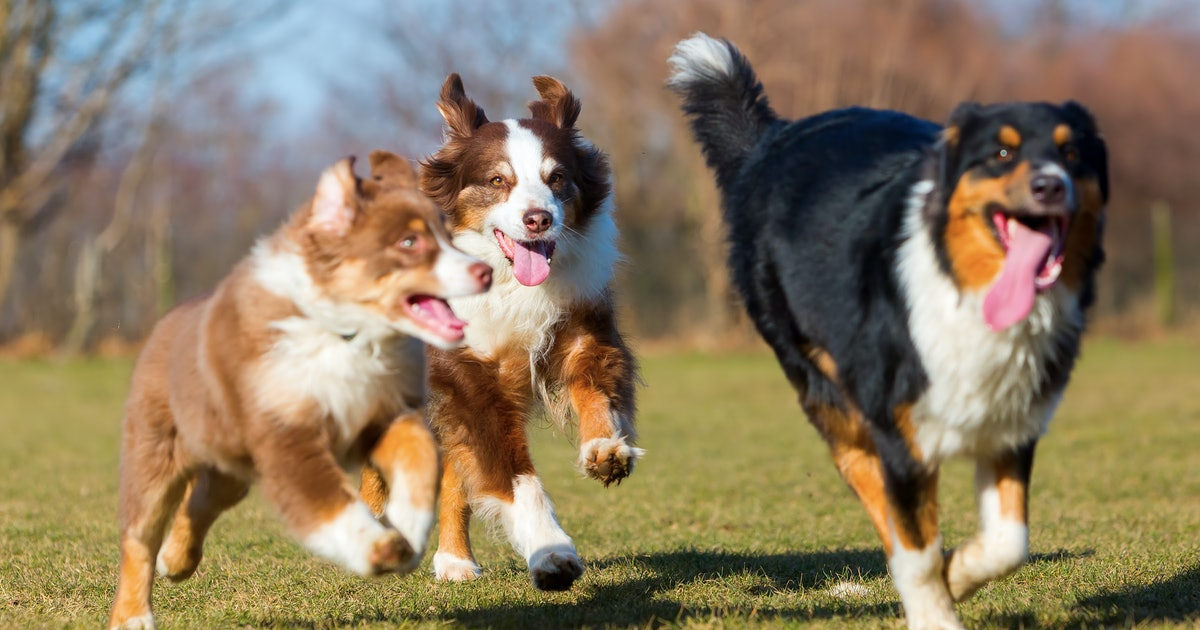 Dog Boarding in Cottage Grove, WI - Green Acres Pet Resort