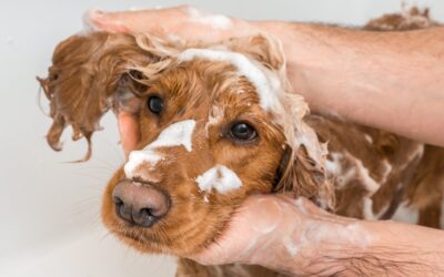 Four Essential Dog Grooming Treatments