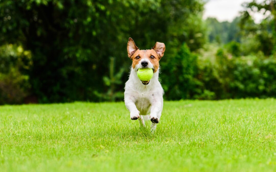 What is Leptospirosis?