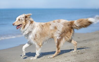 Protect Your Pup with These 6 Pet Safety Tips for Summer