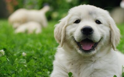 Socialize a Puppy Early to Set the Stage for Success