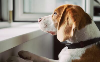 How Do You Successfully Treat Anxiety in Dogs?