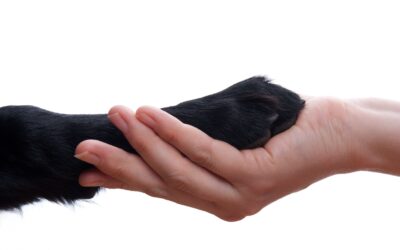 How to Make Greeting a New Dog a Great Experience