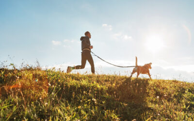 How to Provide Essential Exercise for Dogs at Home and Away
