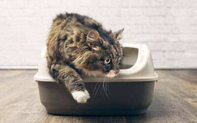 4 Top Veterinarian Tips for Proper Litter Box Maintenance