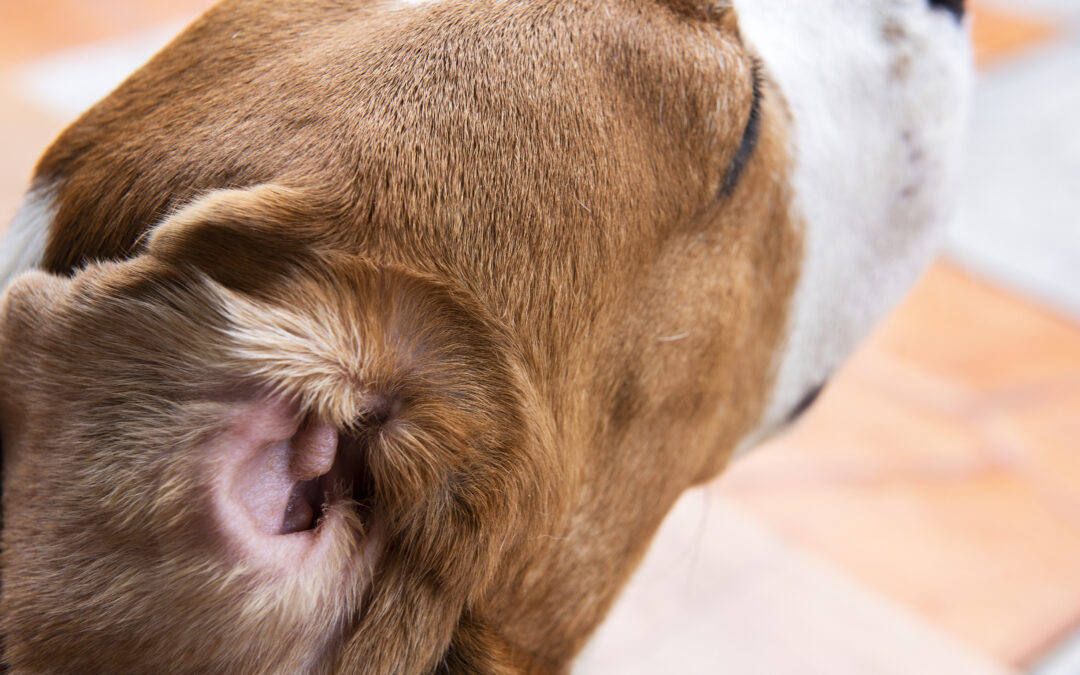 cleaning your dog’s ears