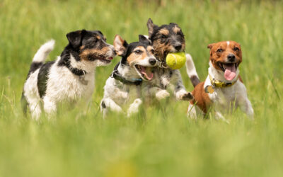 When and How to Enroll Your Puppy in a Quality Doggie Daycare Program