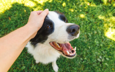 What Sets a Professional Dog Daycare Facility Apart from the Rest of the Pack?