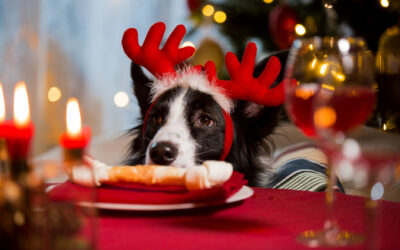 Avoid these Toxic Foods for Pets During the Holidays