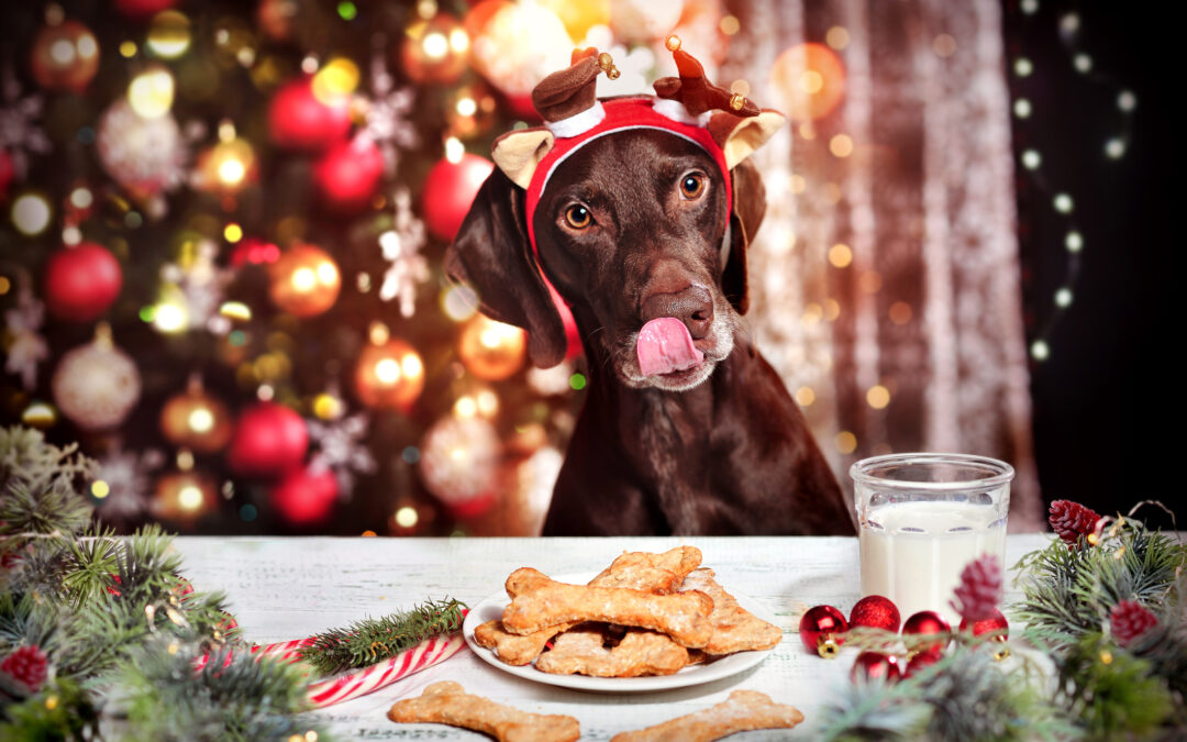 holiday pet tips