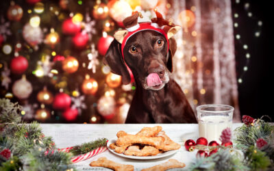Holiday Pet Tips to Keep You and Your Pet Positively Jolly