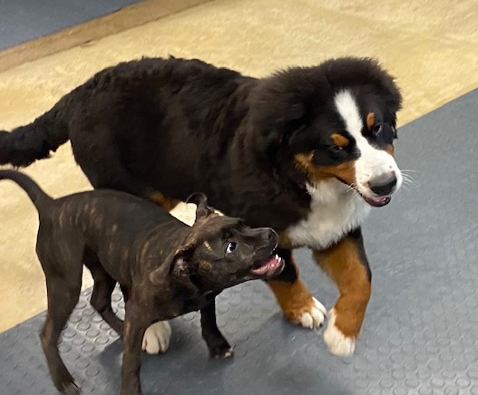 Dog Daycare in Waunakee WI Dog Daycare in Waunakee WI