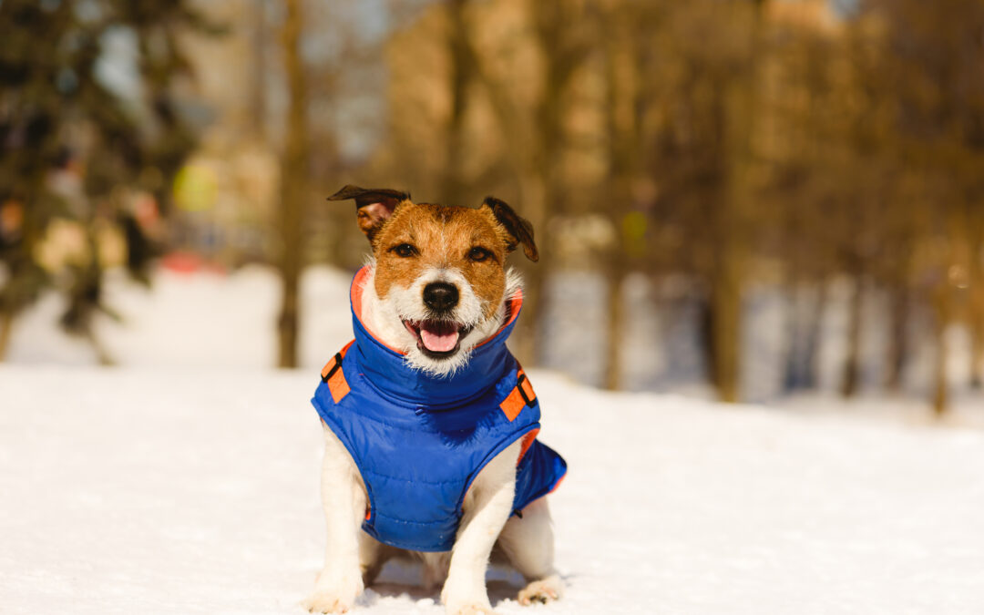 Taking Care of Your Dog’s Skin and Coat During the Winter
