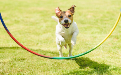 Spring Into Play: Enriching Activities for Dogs