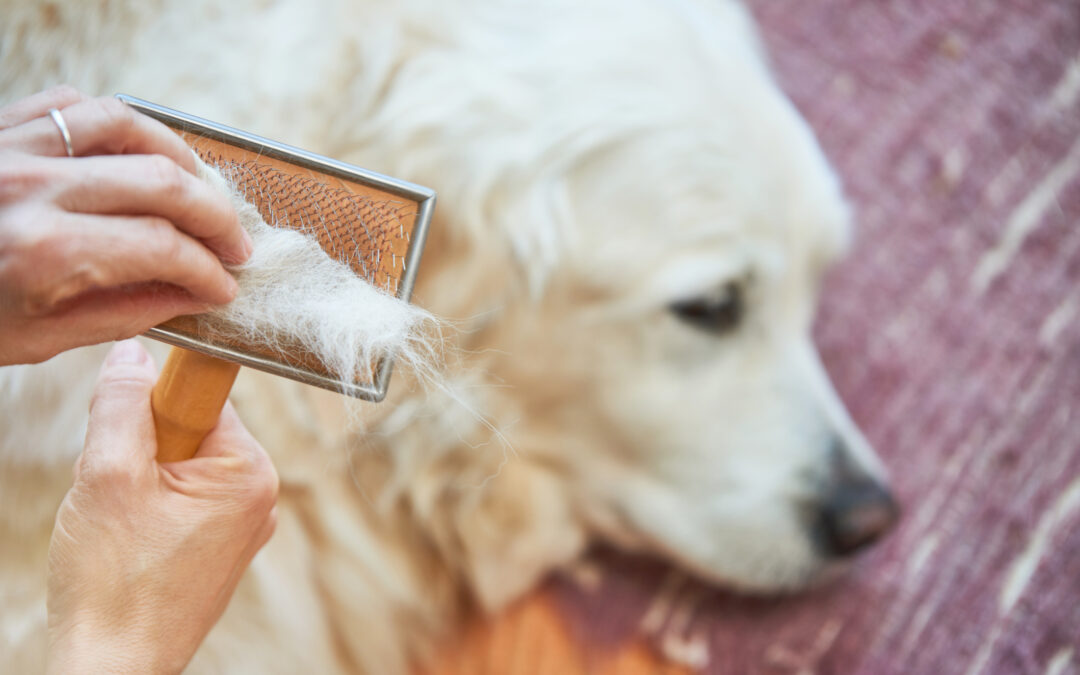 Why Your Dog Sheds and How to Control It