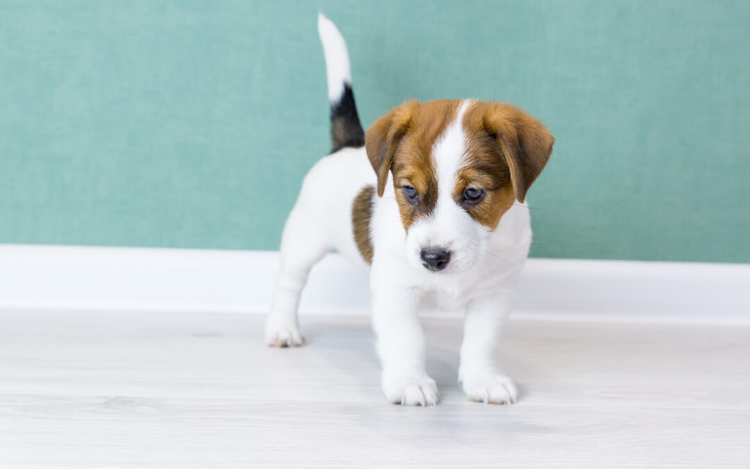 A brown and white Jack Russell Terrier puppy stands against a green background for benefits of puppy training blog.for a