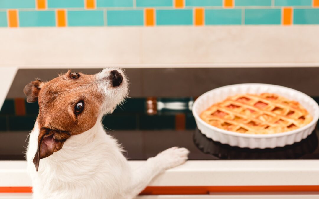 A Jack Russell Terrier stands next to a holiday pie, looking over its shoulder for a boarding your dog over the holidays blog.