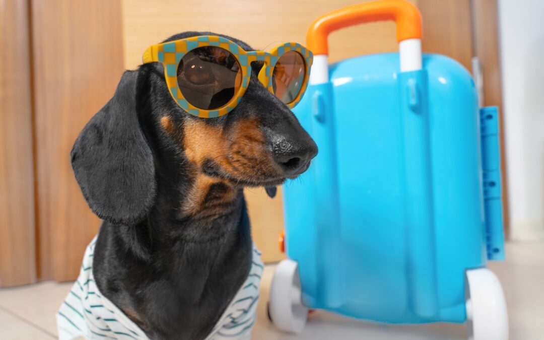 A handsome dachshund in sunglasses stands at door of hotel with a bright blue suitcase for boarding your pet for spring break blog.