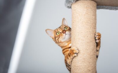 Why Do Cats Climb, Clamor, and Confuse Us? (And Why Do We Love It?)