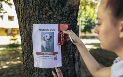 What to Do If Your Pet is Missing? Ensure a Swift Reunion with a Lost Pet