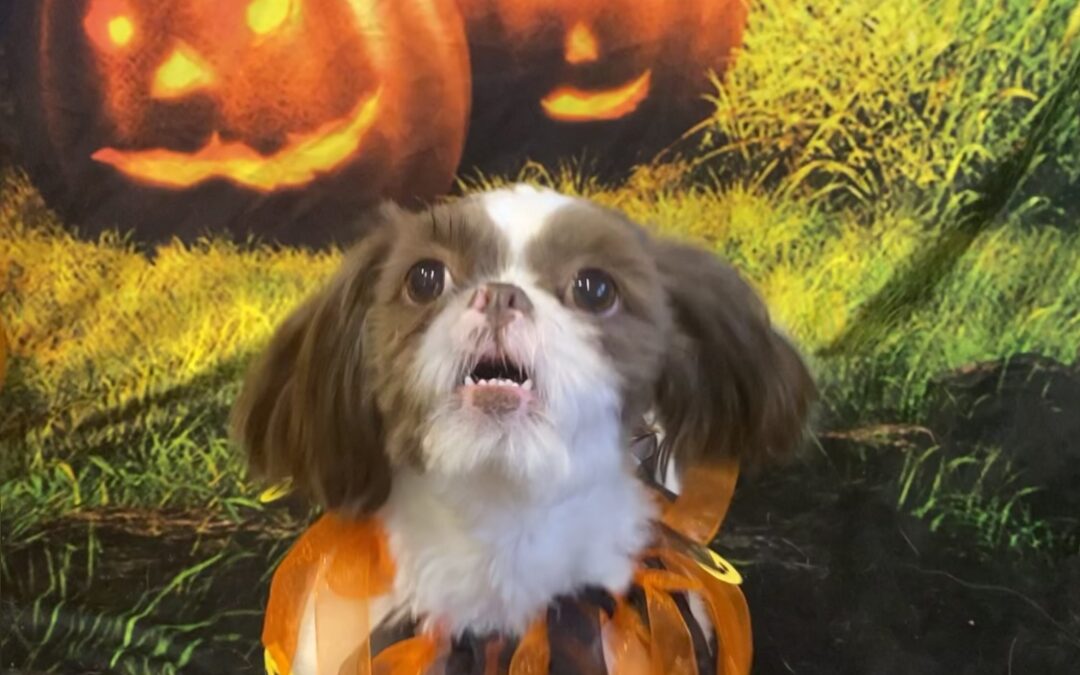 Keep Your Pets Safe for A Happy Halloween