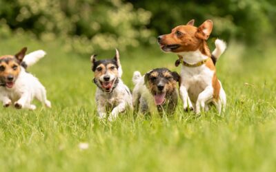 Transformative Tales: Digging Deep into Green Acres’ Dog Daycare Experience