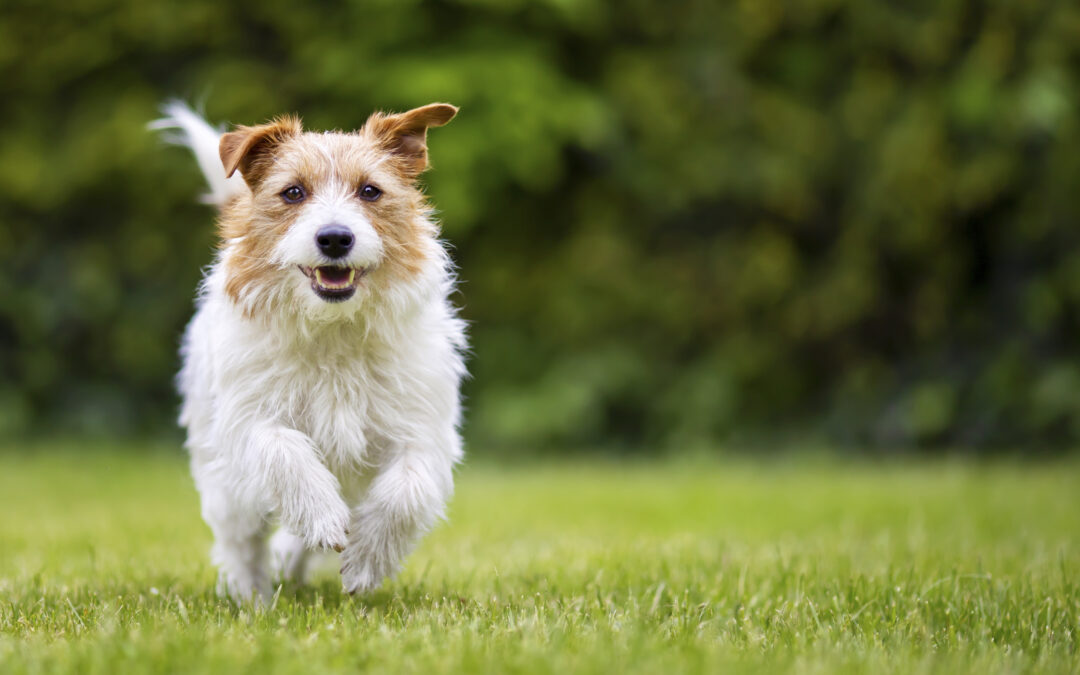a dof running in a field for the dog kennel blog.