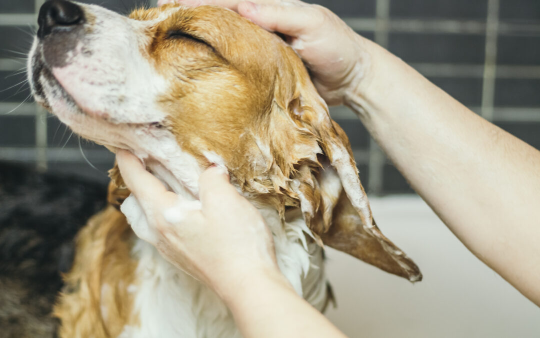 Getting the Real Dirt on Wisconsin’s Best Dog Grooming Solutions