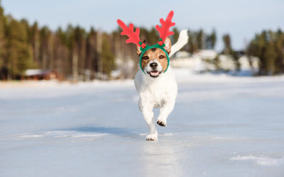 9 Dog-Friendly Things to Do in Madison, WI, for the Holidays