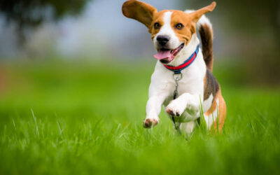 Should You Hire a Pet Sitter or Board Your Dog?