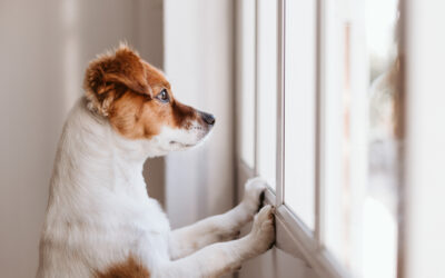 Do Dogs Get Lonely on Their Own?