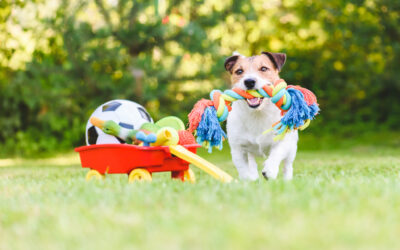 How Often Do Most Dogs Go to Daycare?