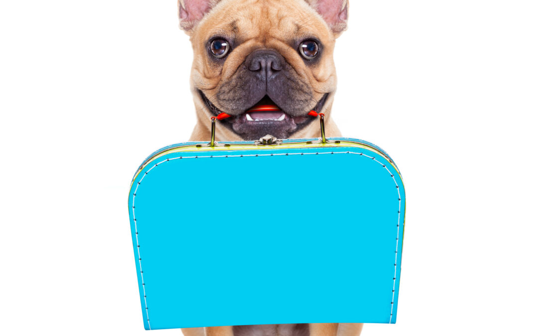 Is Boarding Good for Your Dog?