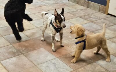 Should My Puppy Attend Dog Daycare?