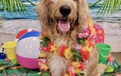 PET RESORT EVENT BENEFITS WILDLIFE CENTER