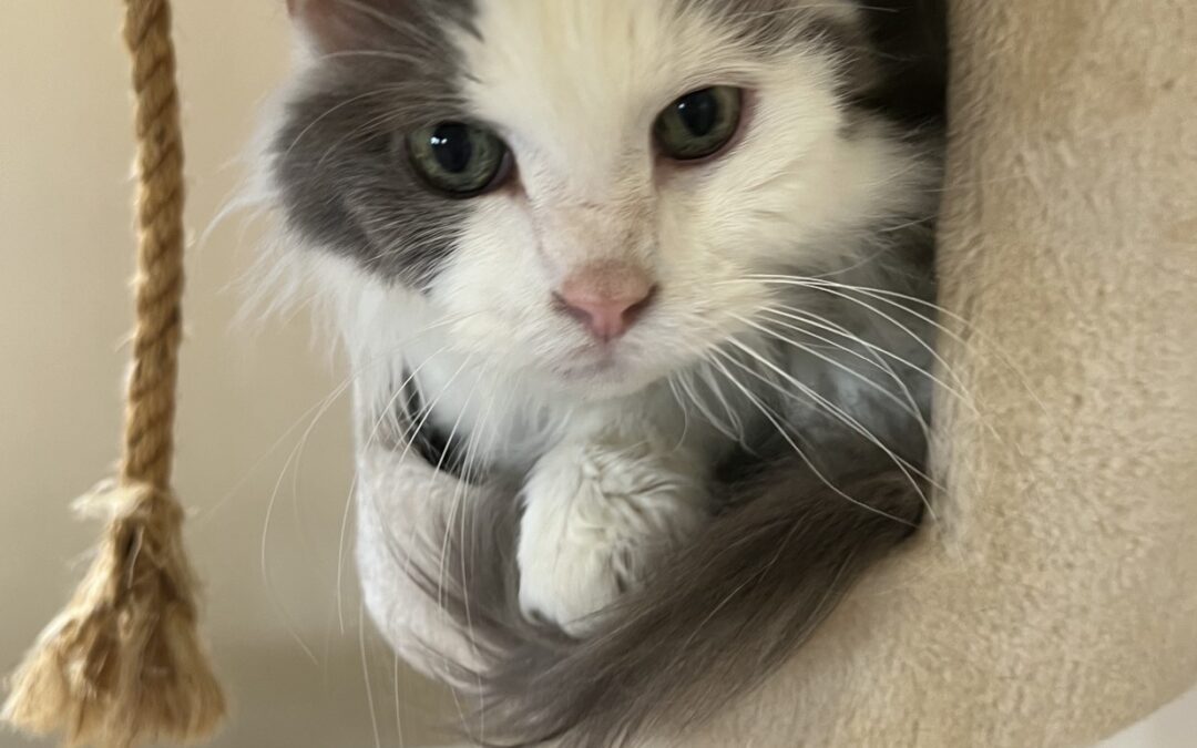 How to Choose the Purrfect Cat-Friendly Lodging