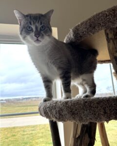 cat-friendly lodging