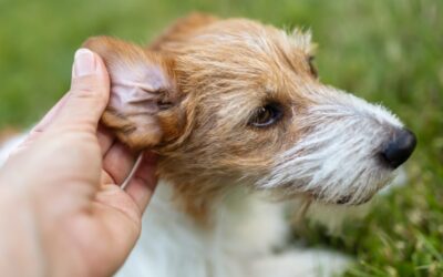 Understanding Ear Infections in Dogs and Cats