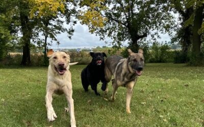 Start 2026 Strong: Resolutions to Help Your Dog Thrive All Year