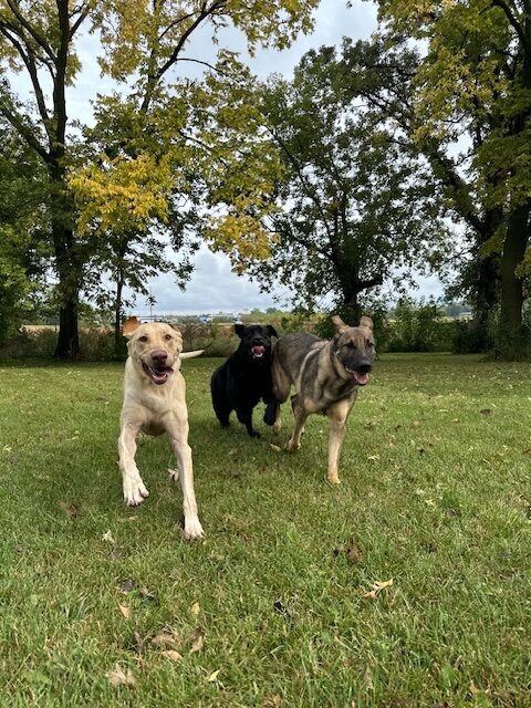 Creating A One-of-a-Kind Resort Experience for Your Pets