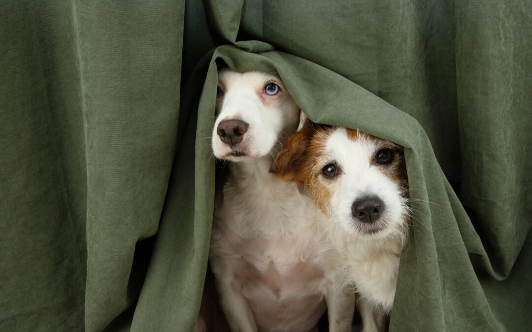 Booms, Bangs & Barking: Noise Phobias in Dogs