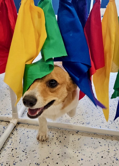 The Science Behind Canine Enrichment Activities