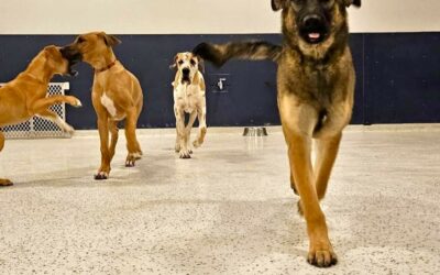 Don’t Wait for Spring to Be Social — Weather-Proof Puppy Play