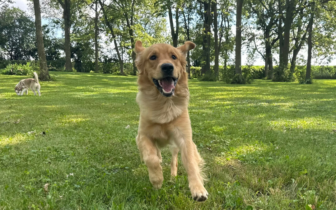 Spring Break Boarding for Your Pet: Make Your Dog’s Vacay Fun