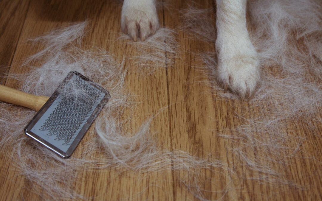 Spring Shedding Season: Time for a Professional Spa Day
