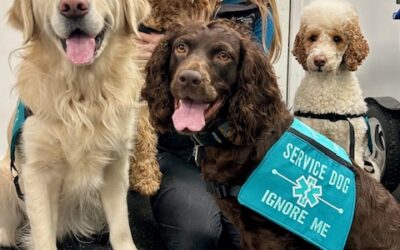 Why Medi-Dogs Matter – The Impact of a Service Dog