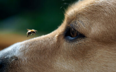 My Dog Got Stung by a Bee — Now What?