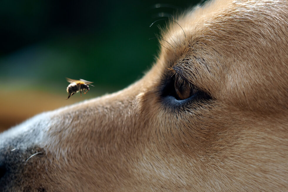 dog got stung