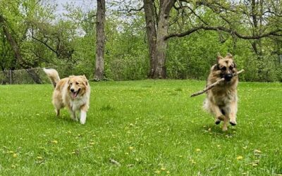 Things to Do in Madison, WI While Your Dog Has Their Own Adventure